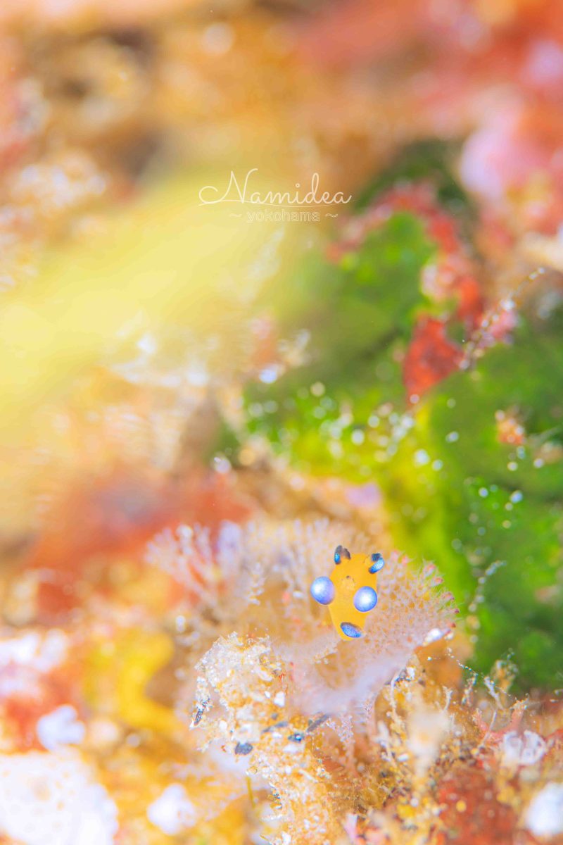 Namidea 3月の週末スタート🌸🌸🌸