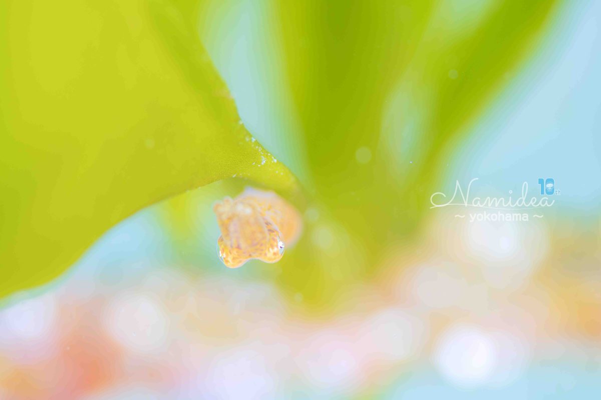 Namidea オッシー店長葉山へ行く🏃💨