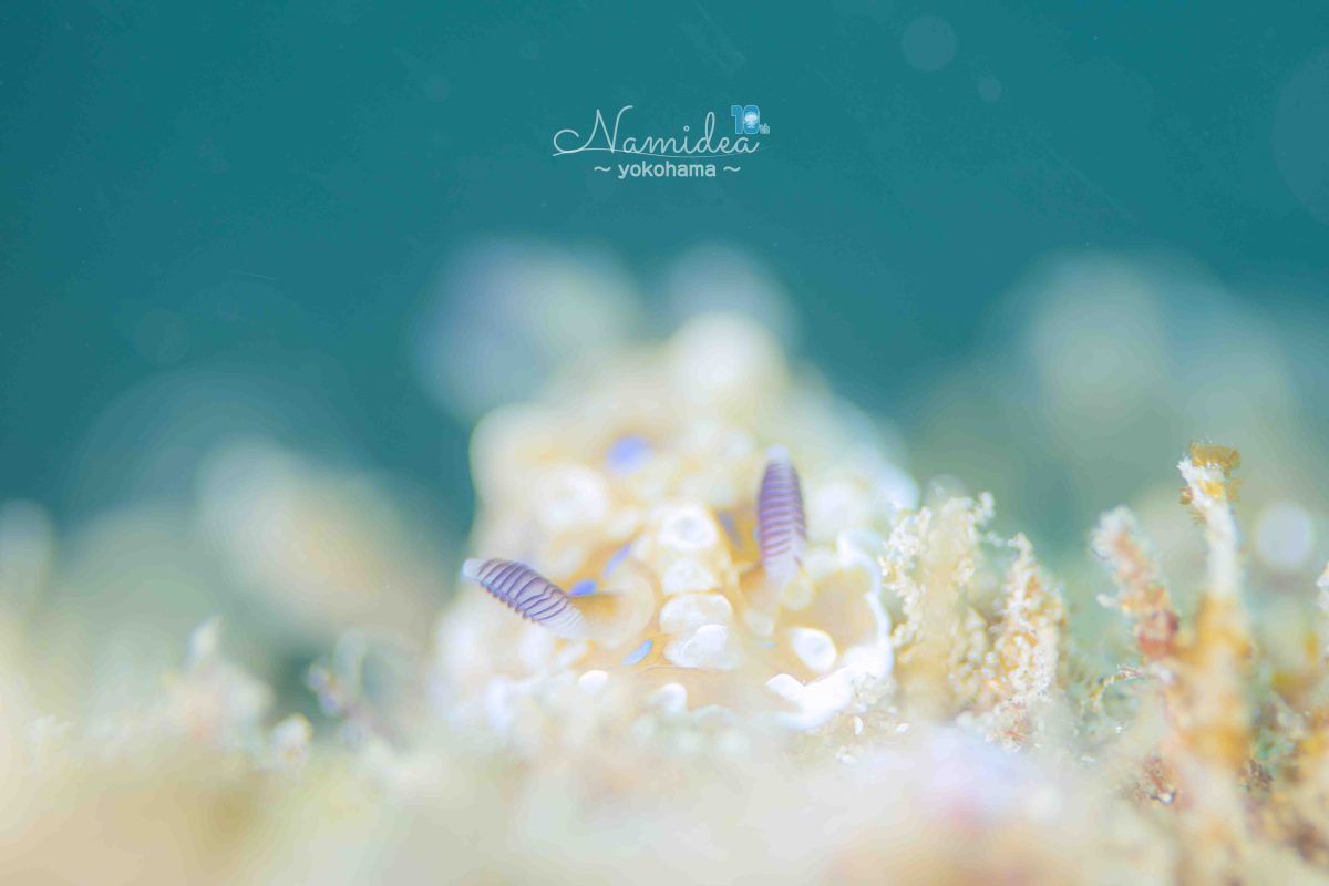 Namidea オッシー店長葉山へ行く🏃💨