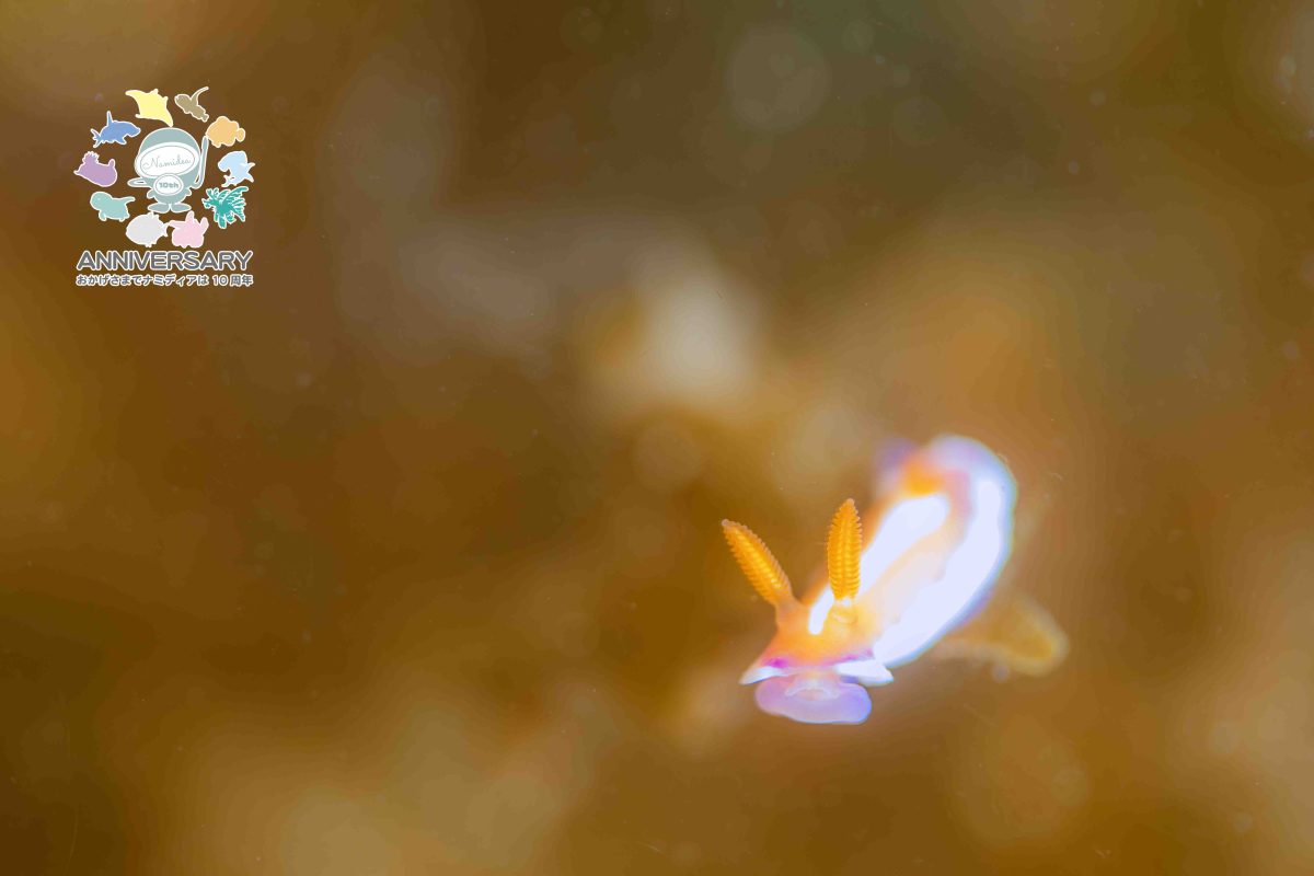 Namidea 祝日明けは城ヶ島へ！