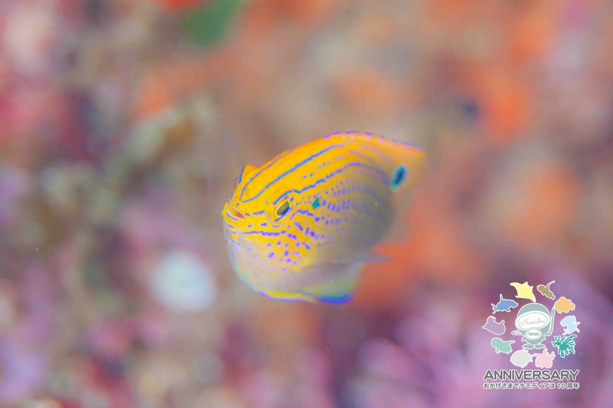 Namidea 春らしい週末🌸