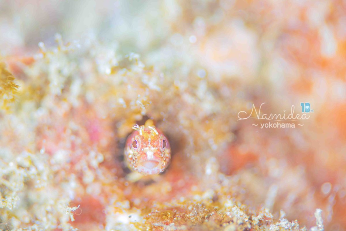 Namidea オッシー店長葉山へ行く🏃💨