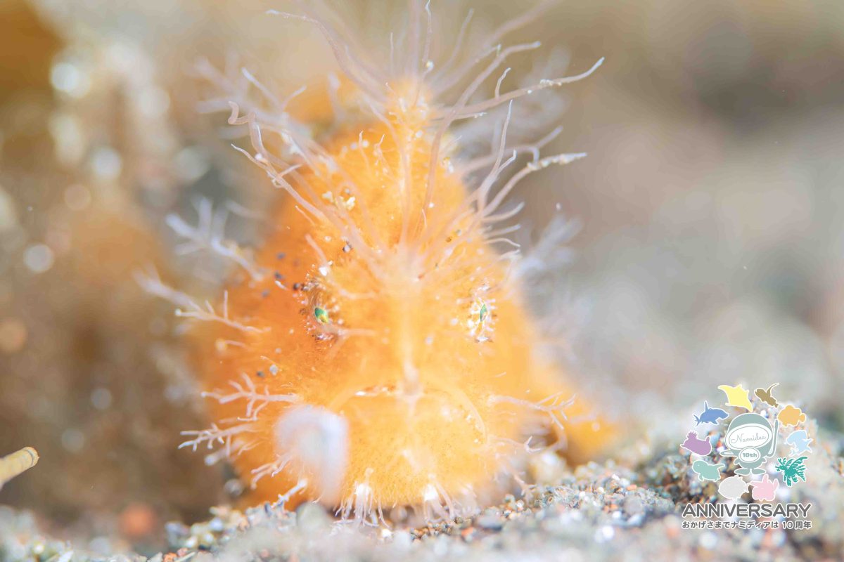 Namidea 春本番🌸城ヶ島ツアー開催！