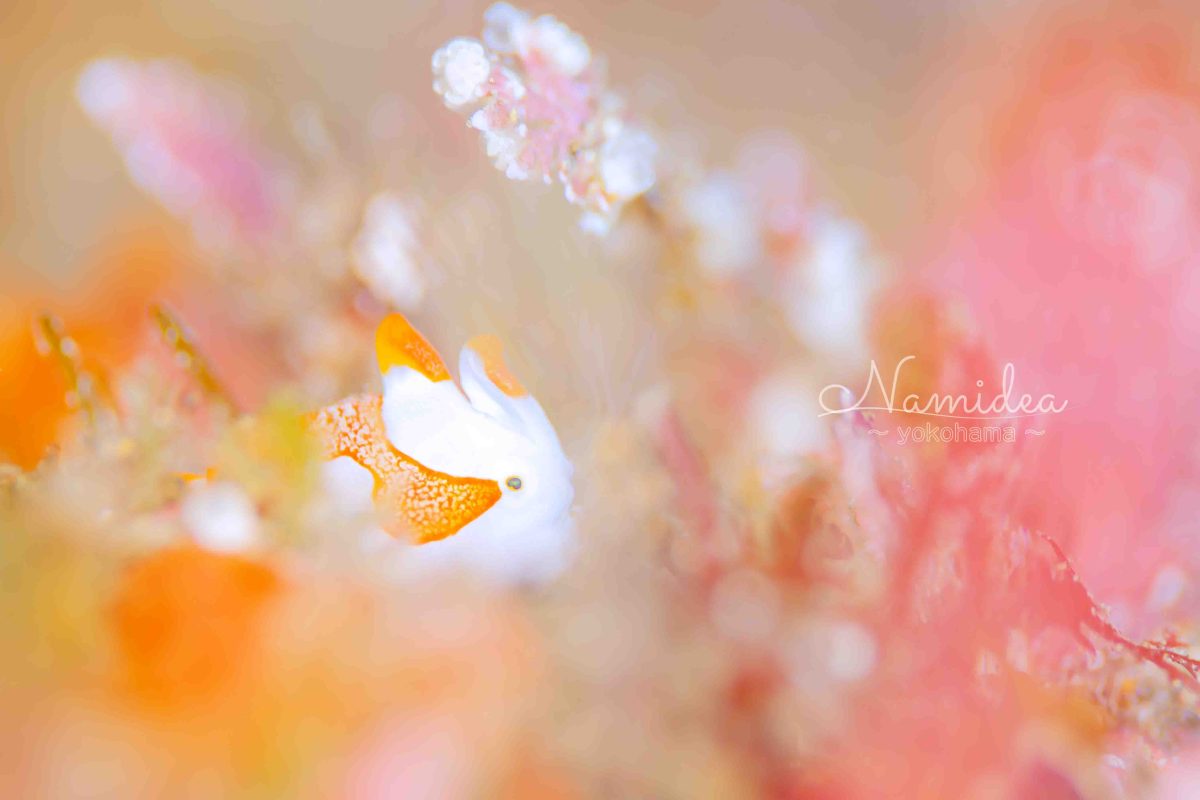 Namidea 今日は楽しいひな祭り🌸