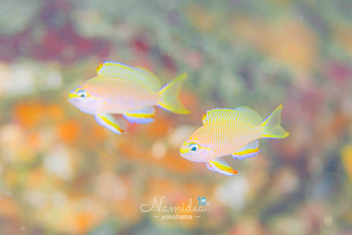 Namidea 新しい週の始まり🌸