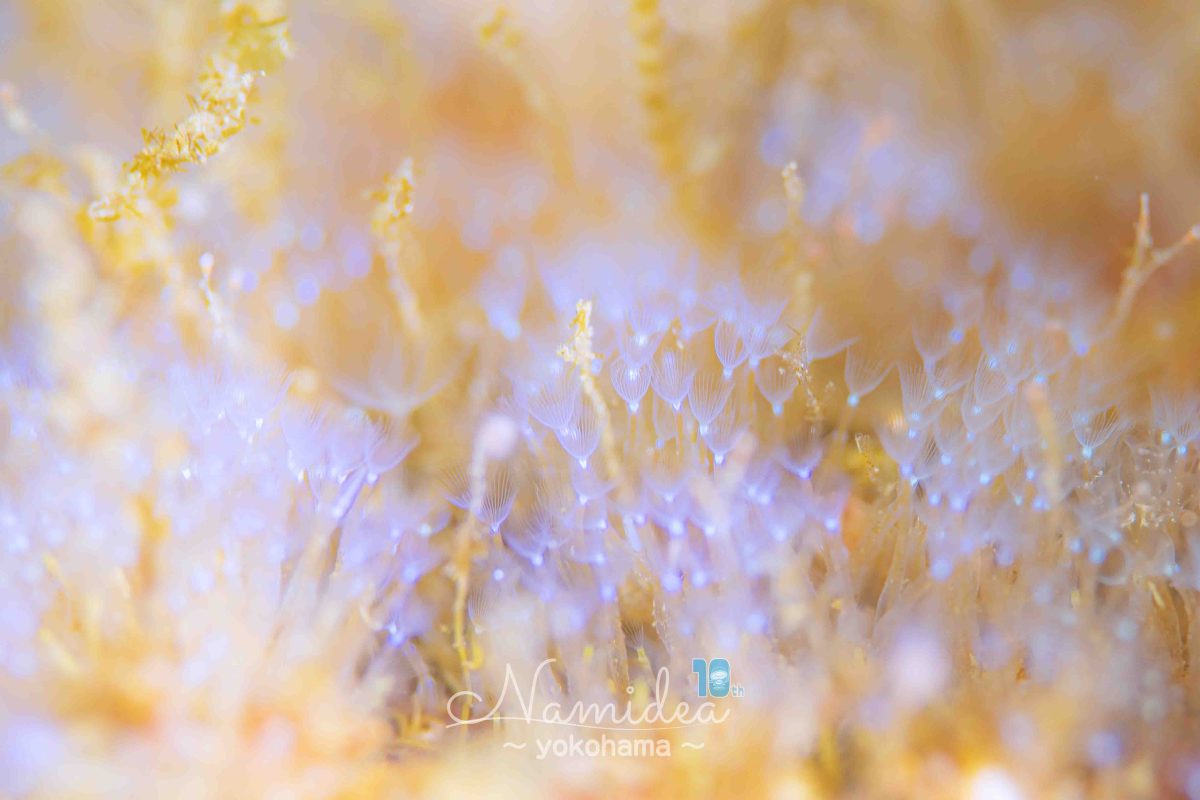 Namidea オッシー店長葉山へ行く🏃💨