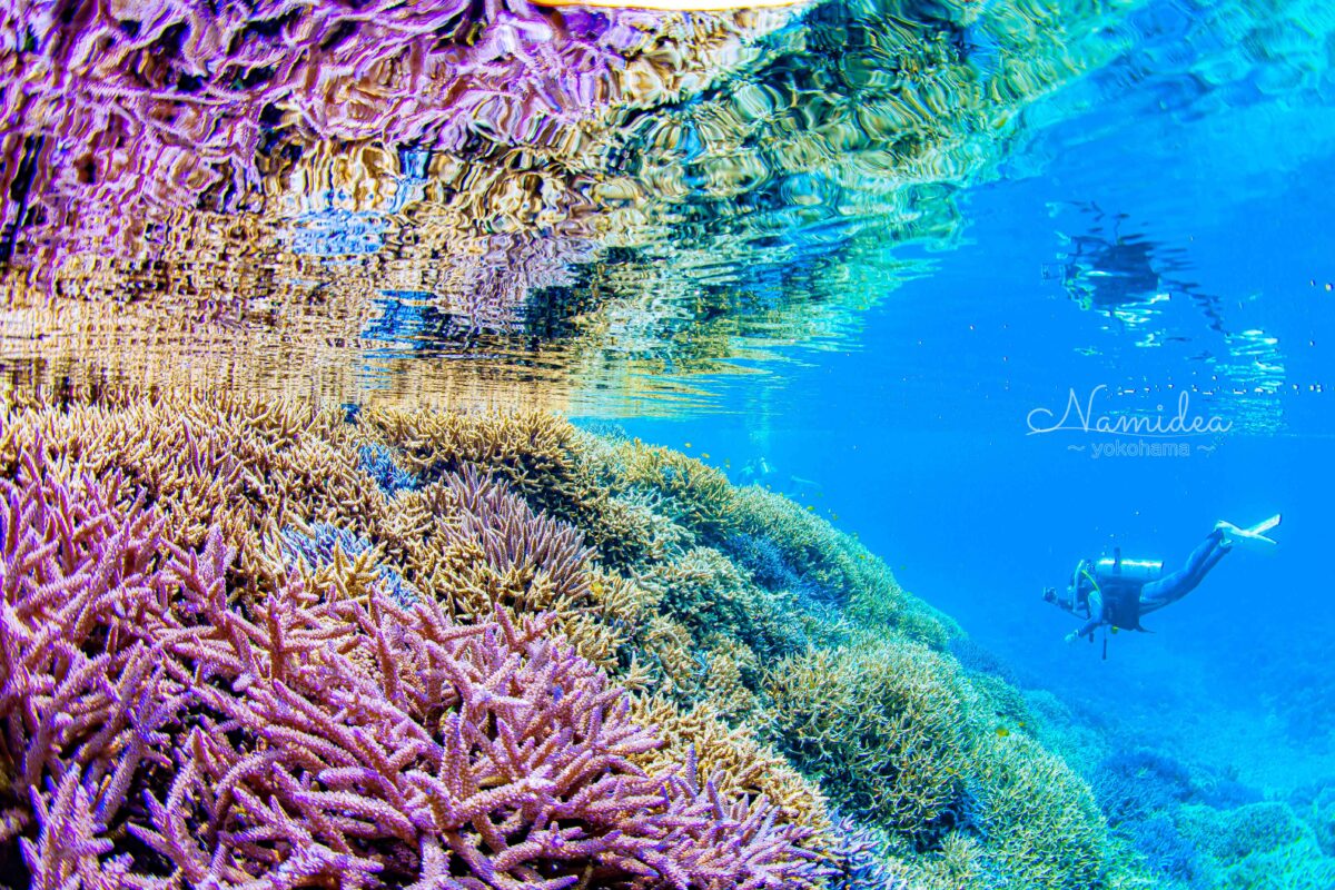 Namidea 2026西表島ツアー！