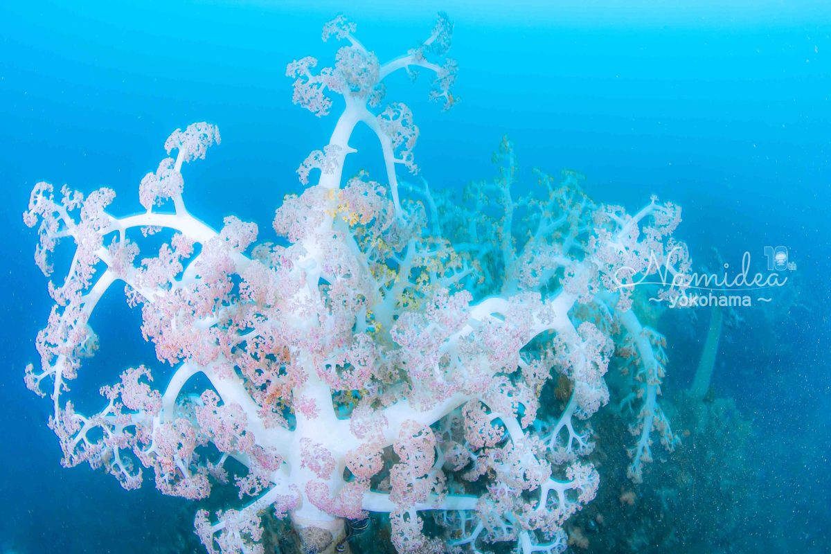 Namidea PADIシステムの勉強会🌸🌸🌸