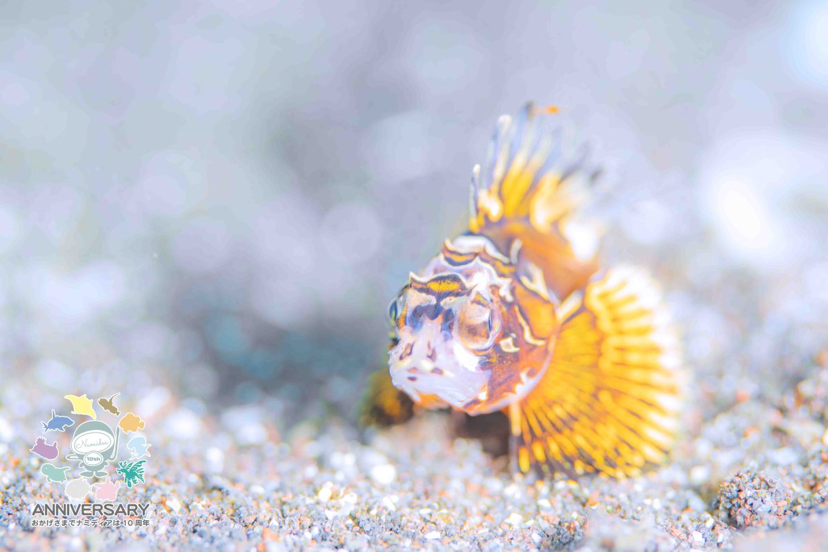 Namidea 今週も金曜日！