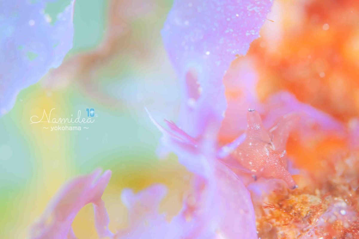 Namidea 3月スタート!