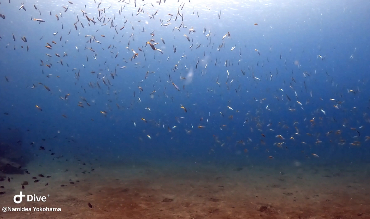 Namidea 今日は家族でスキンダイビング講習！