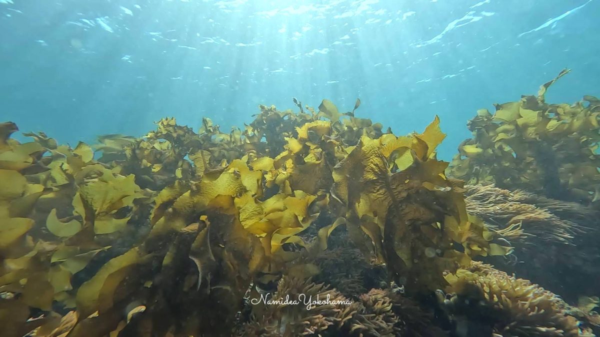 城ヶ島　海藻の季節