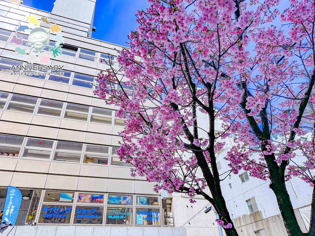 Namidea 店前の桜も咲き始めました🌸