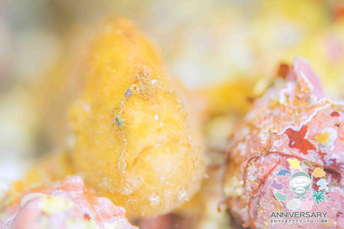 Namidea 3月も早一週間🌸🌸🌸