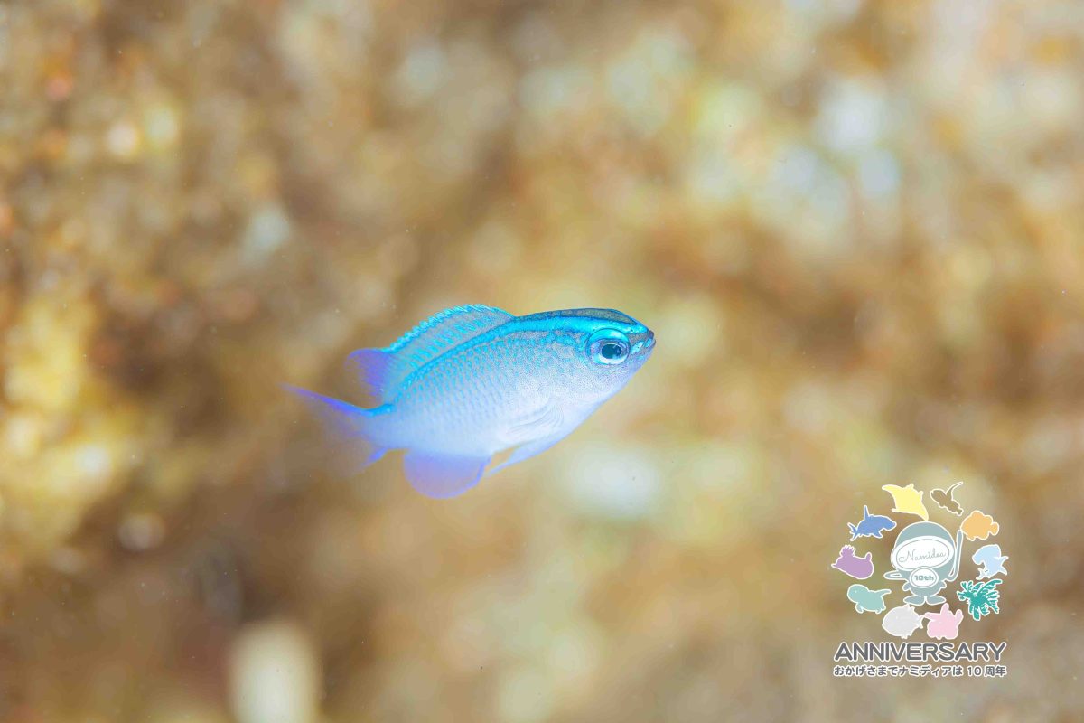 Namidea 今日は良い天気🌸