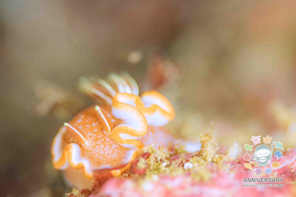 Namidea けいたちゃんのカメラ日記〜4月の浮島&北川編〜