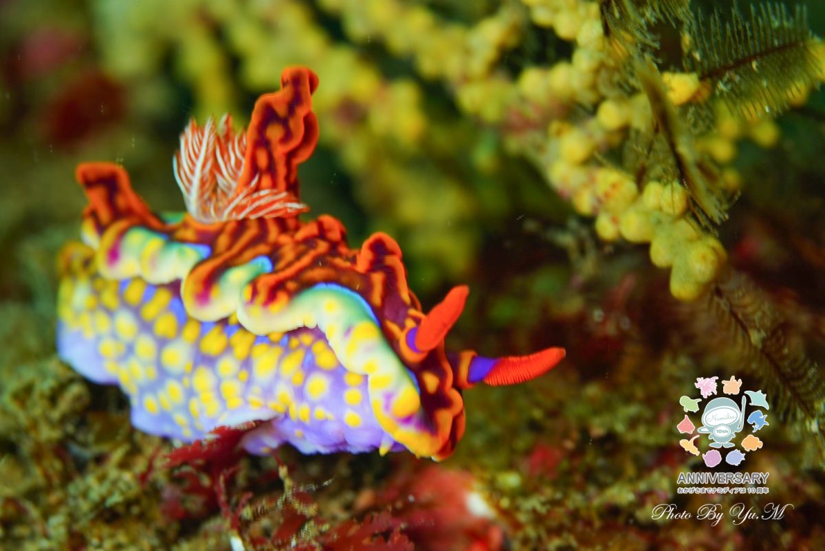 Namidea 北川ボートってやっぱりすんごい！