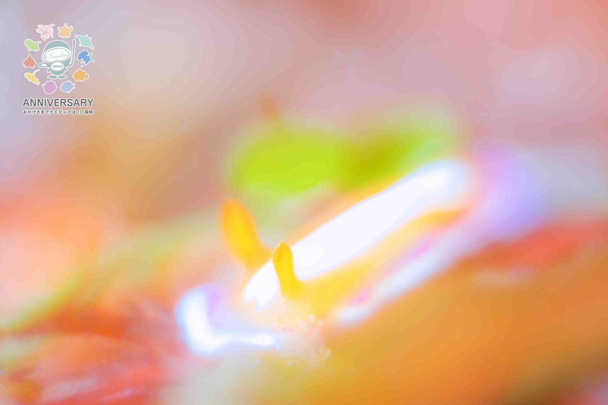 Namidea けいたちゃんのカメラ日記〜4月の浮島&北川編〜