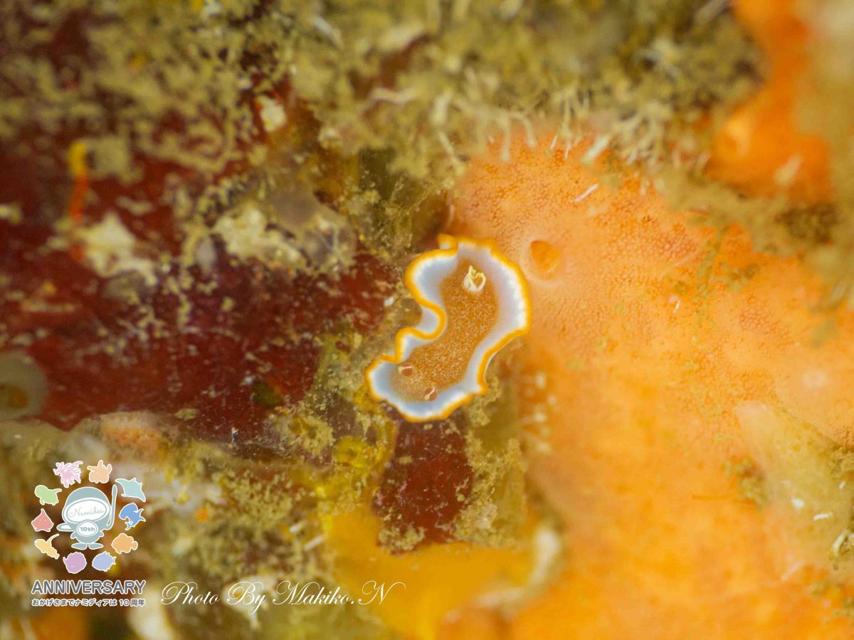 Namidea バースデーツアー開催❗️