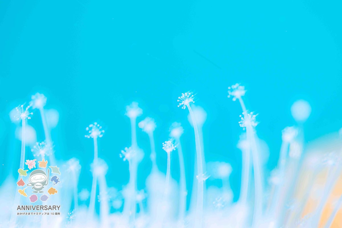 Namidea GWに向けてビーチツアー開催！