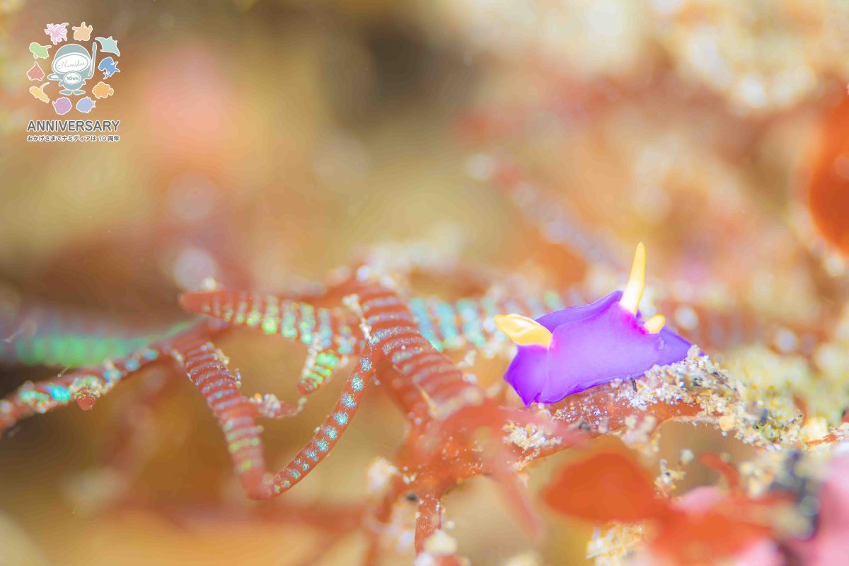 Namidea けいたちゃんのカメラ日記〜4月の浮島&北川編〜