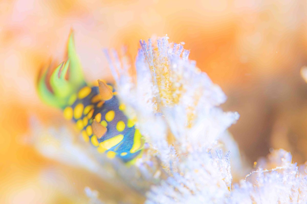 Namidea けいたちゃんのカメラ日記〜4月の浮島&北川編〜