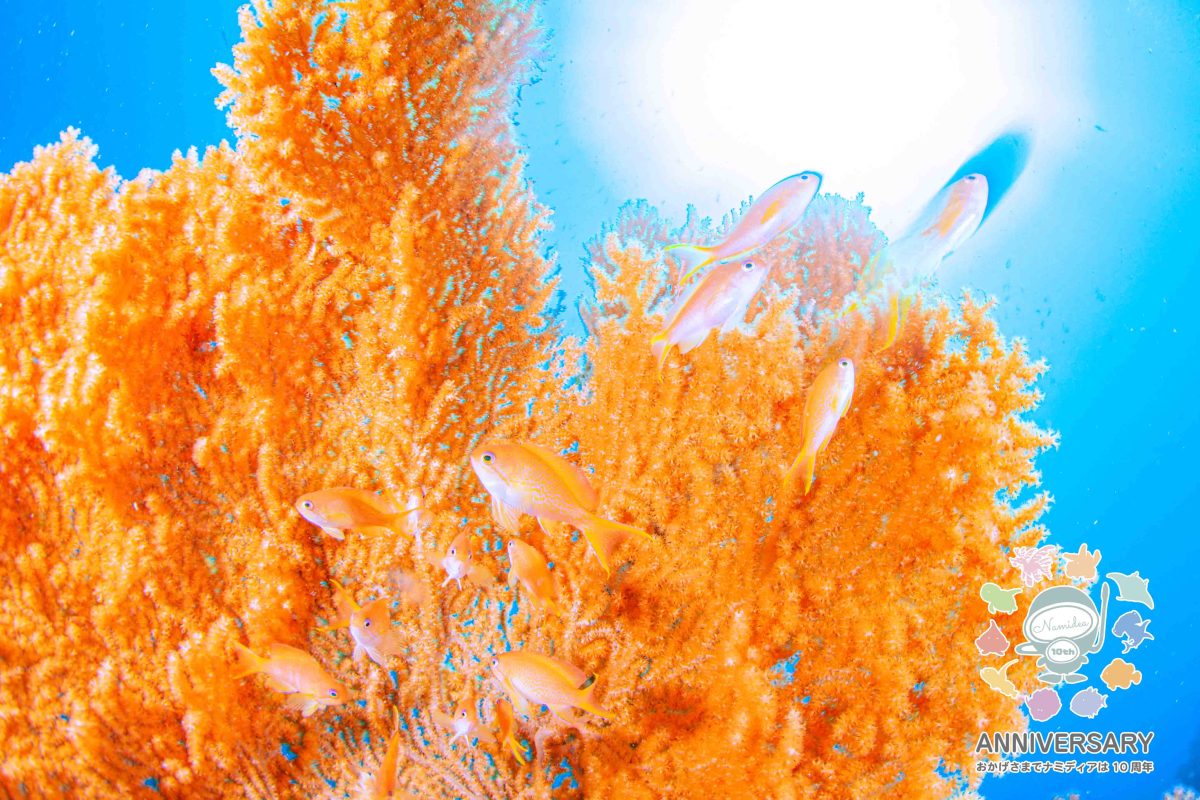 Namidea 今週もスタート！