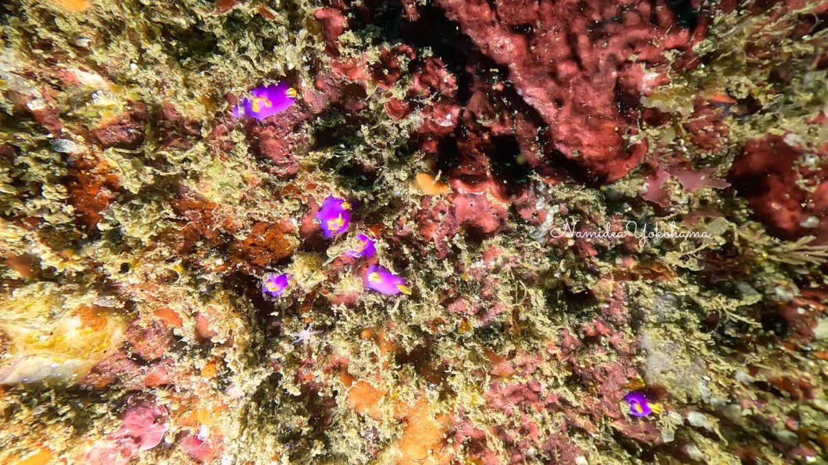 ムラサキウミコチョウ