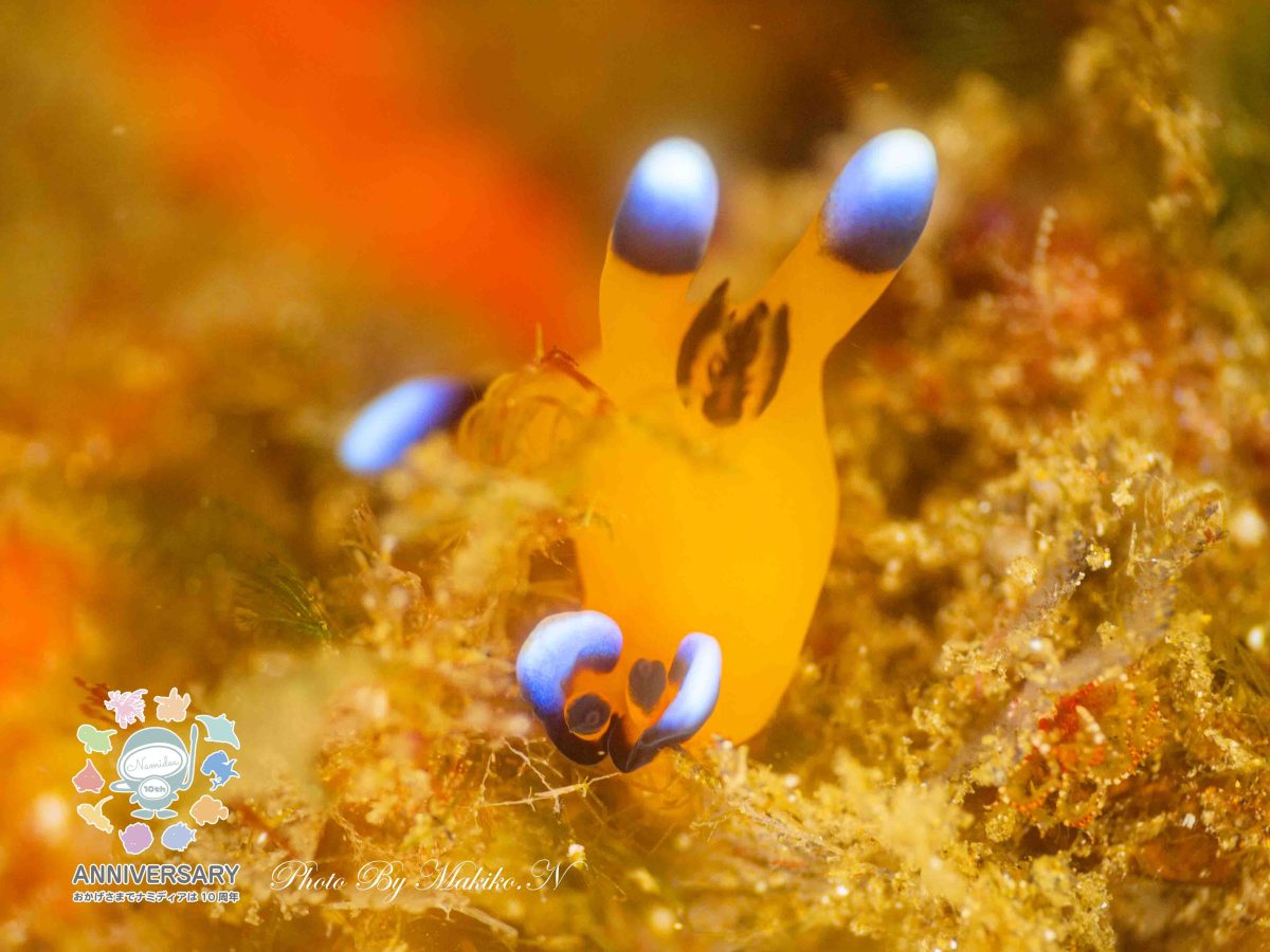 Namidea バースデーツアー開催❗️