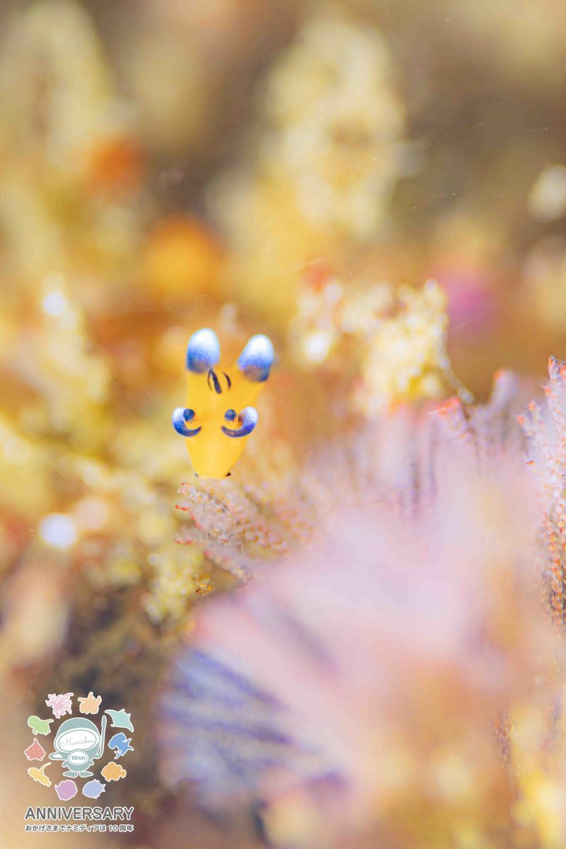 Namidea けいたちゃんのカメラ日記〜4月の浮島&北川編〜