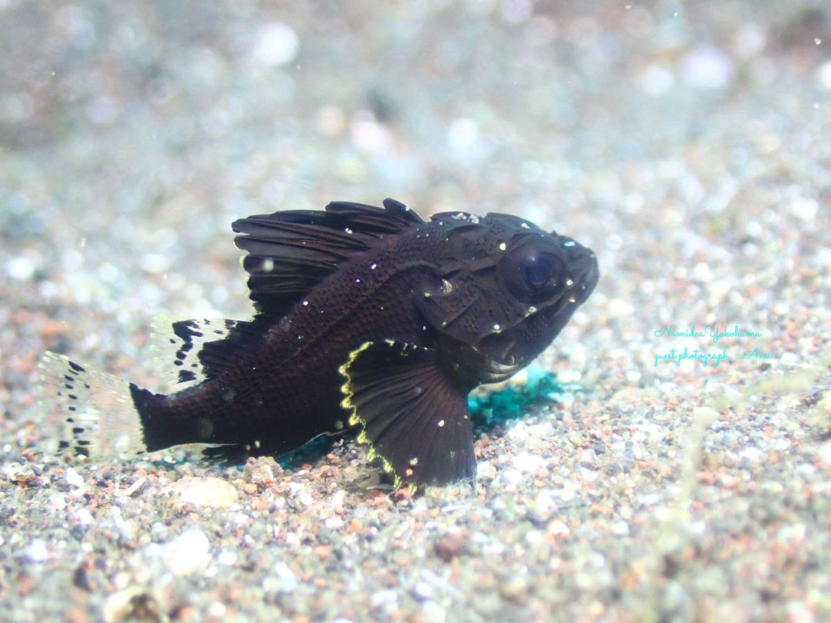 ヒレナガカサゴ