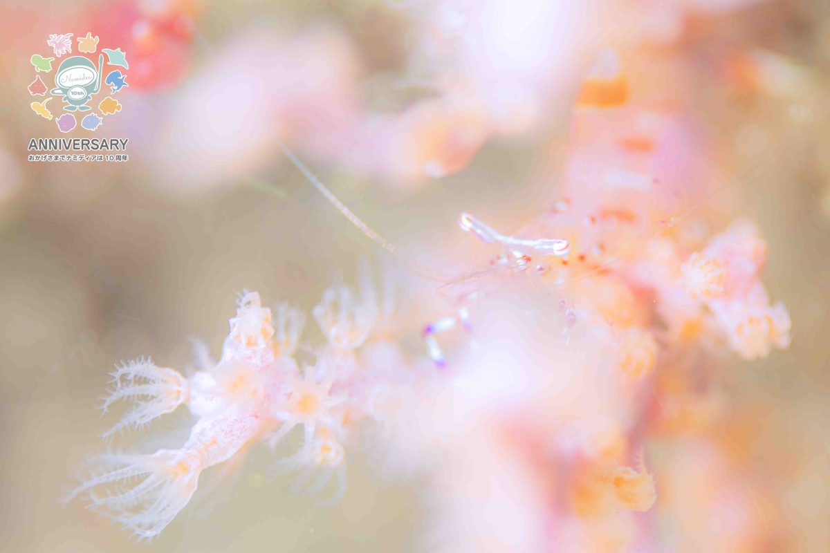 Namidea けいたちゃんのカメラ日記〜4月の浮島&北川編〜