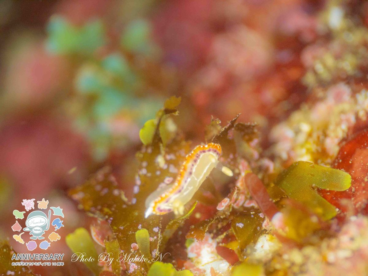 Namidea バースデーツアー開催❗️