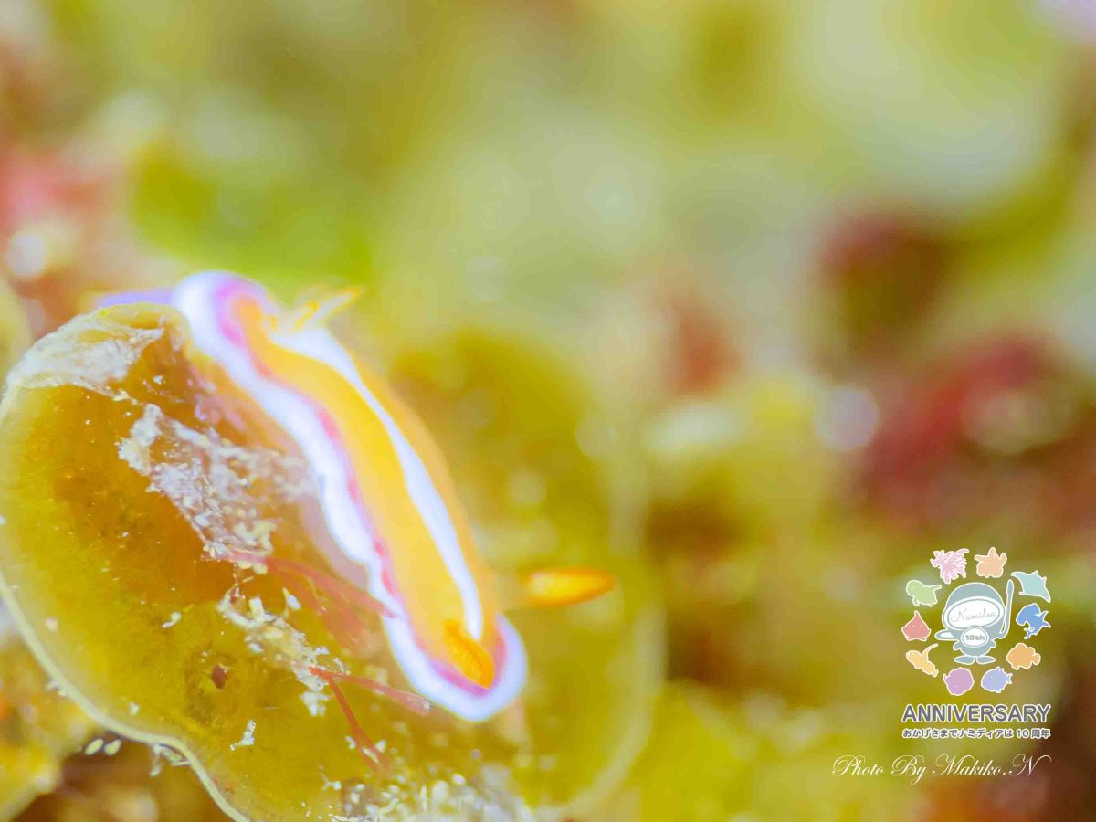 Namidea 今日は夏日！