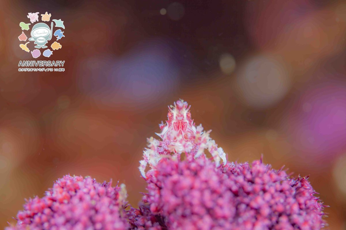 Namidea もうポロシャツの季節！