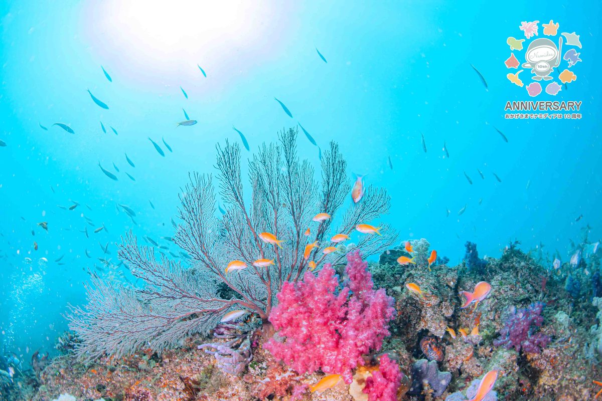 Namidea 八重桜吹雪！