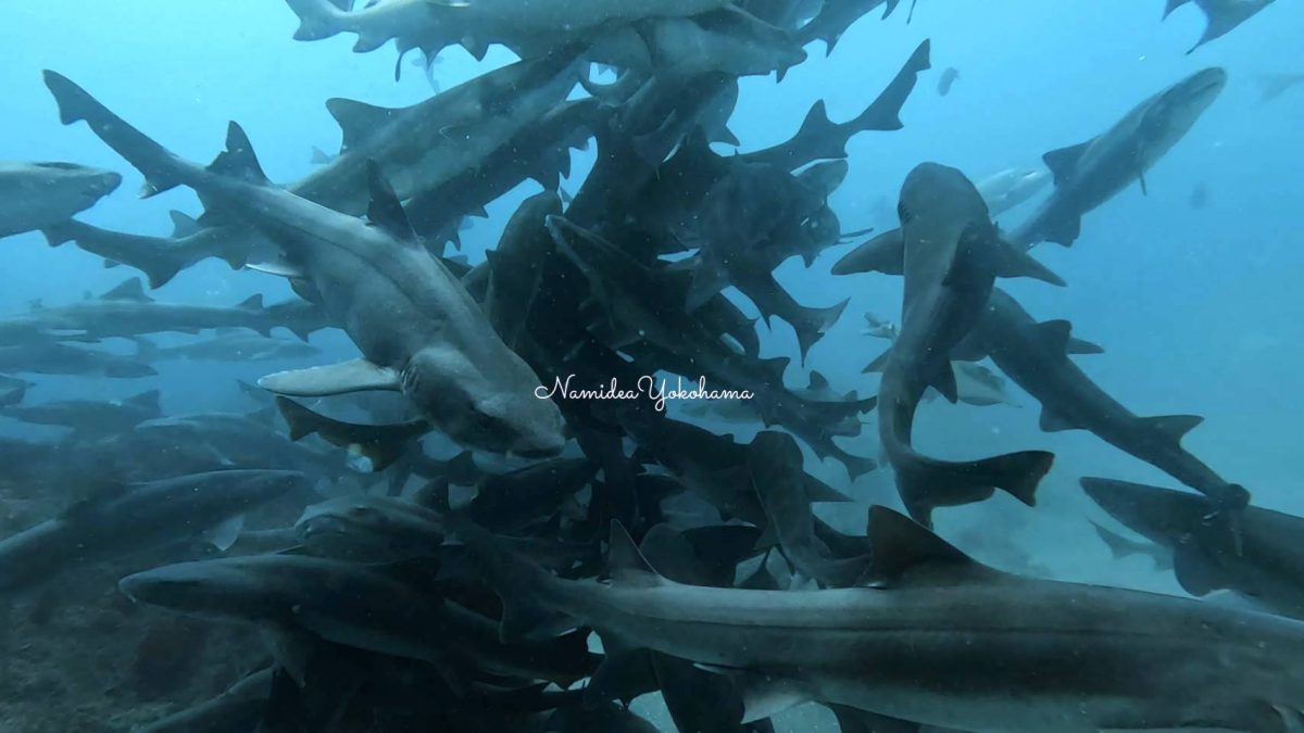 伊戸　シャークスクランブル