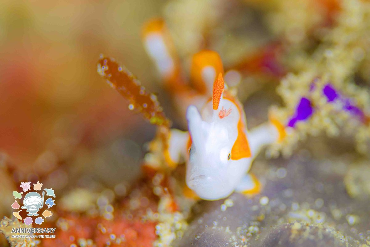 Namidea 雨降りの月曜日🌈