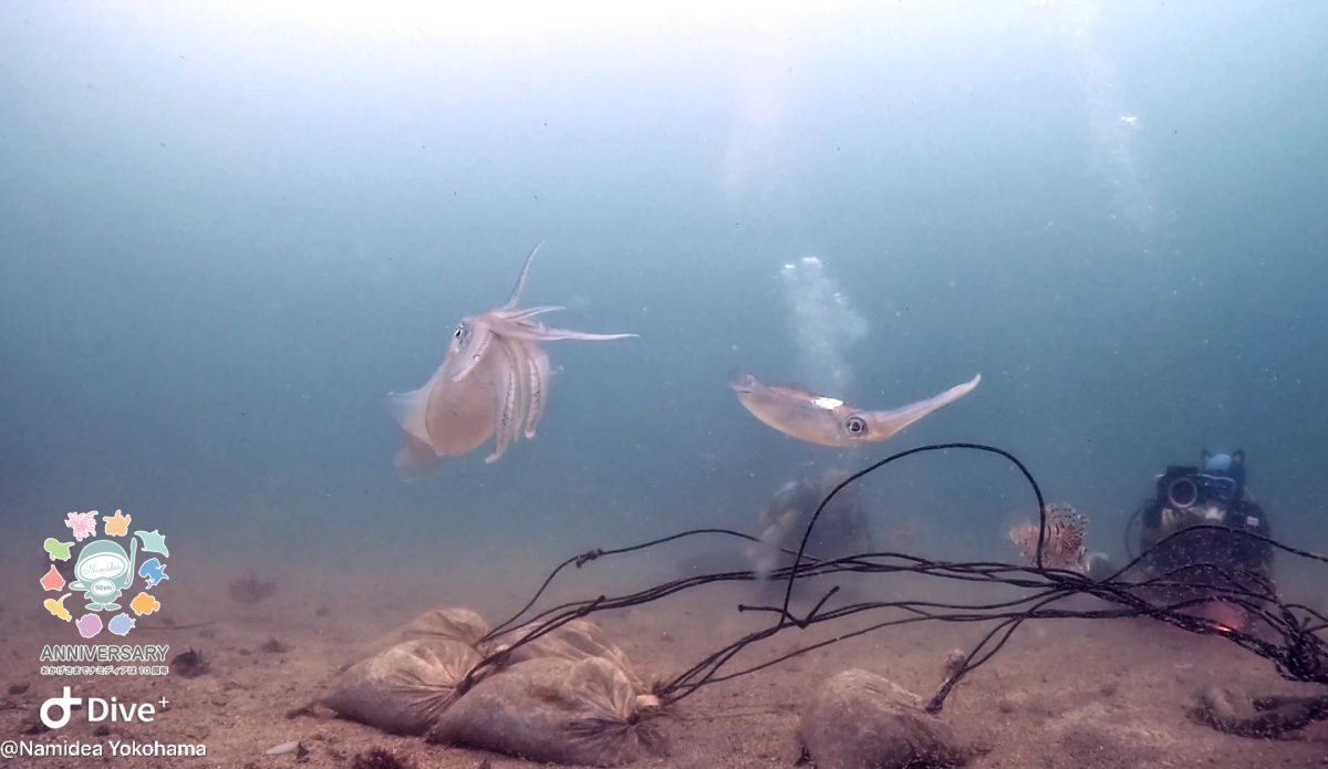 Namidea 今週は安定のヨコバマツアーから!