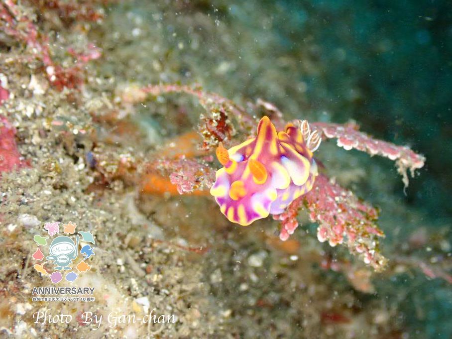 Namidea カメラデビュー日記!