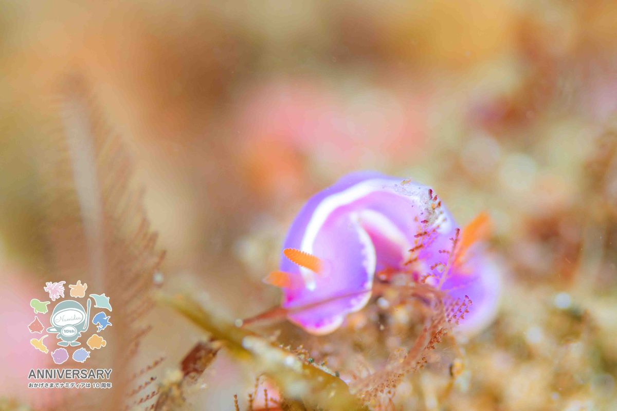 けいたちゃんのカメラ日記5月の北川編👍