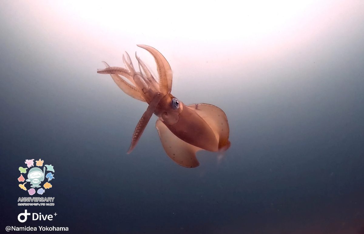 Namidea 今週は安定のヨコバマツアーから!