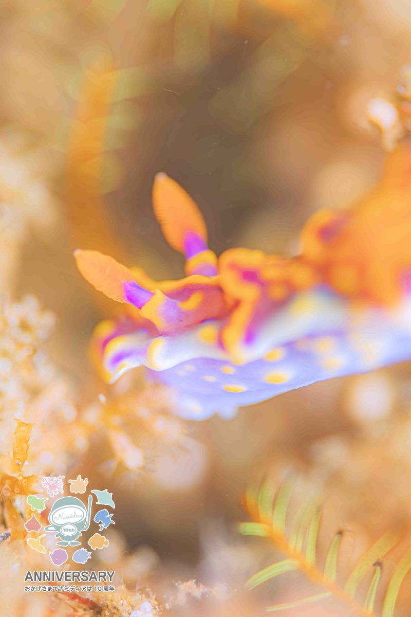 けいたちゃんのカメラ日記5月の北川編👍