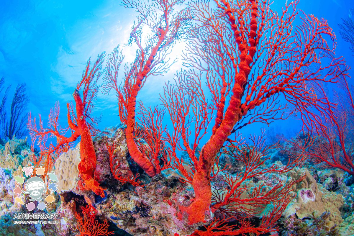 Namidea Yokohama もう夏だ！