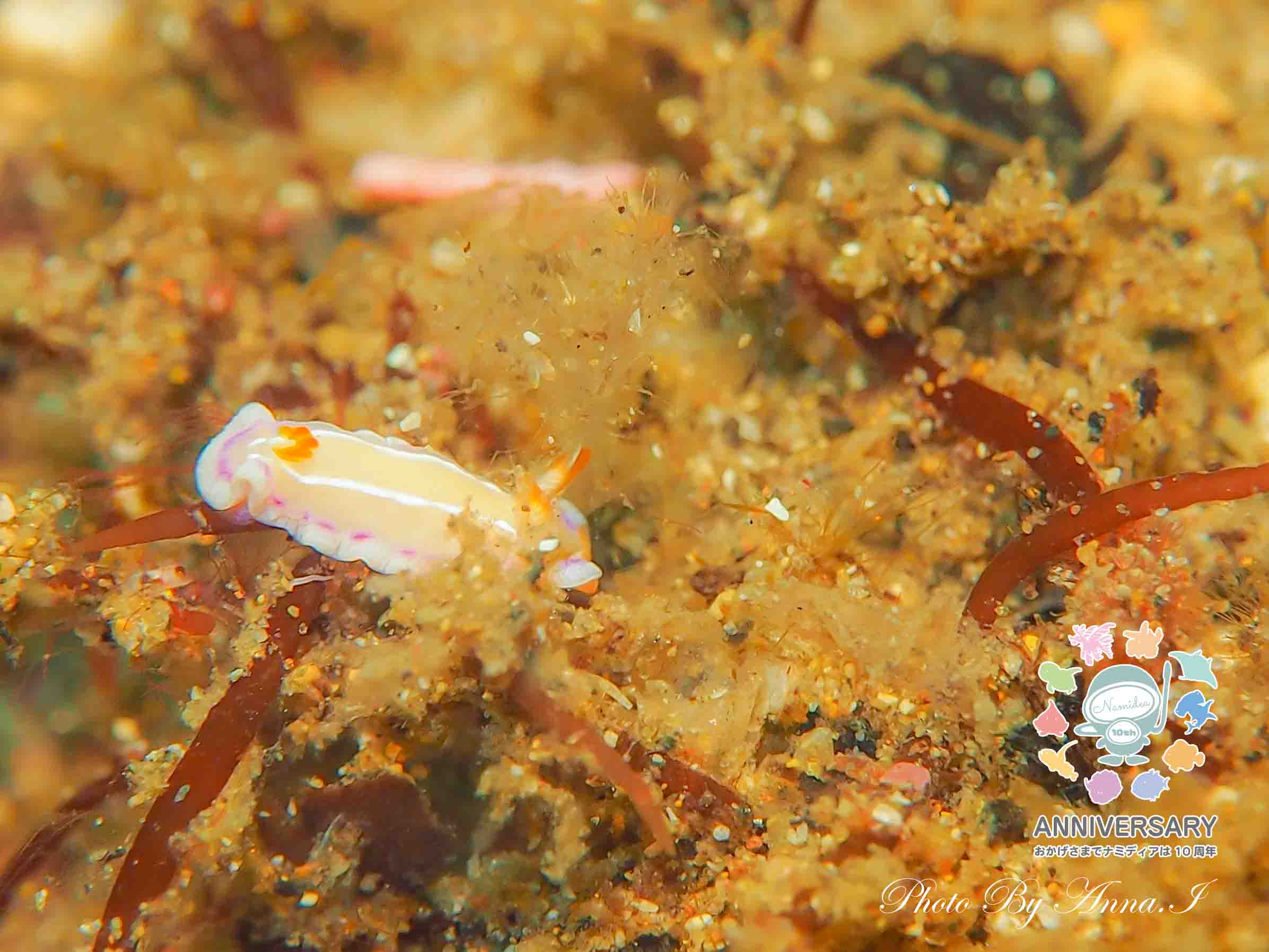 Namidea 北川でウミウシ三昧🐮