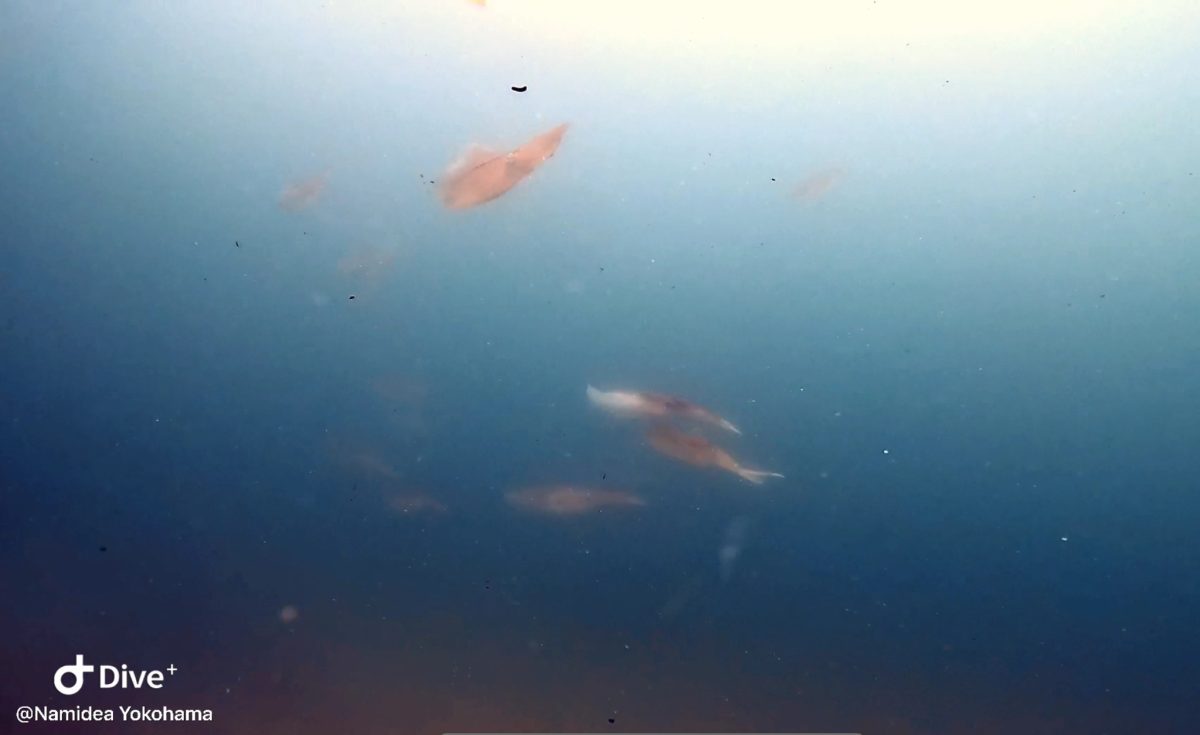 Namidea 北川でウミウシ三昧🐮