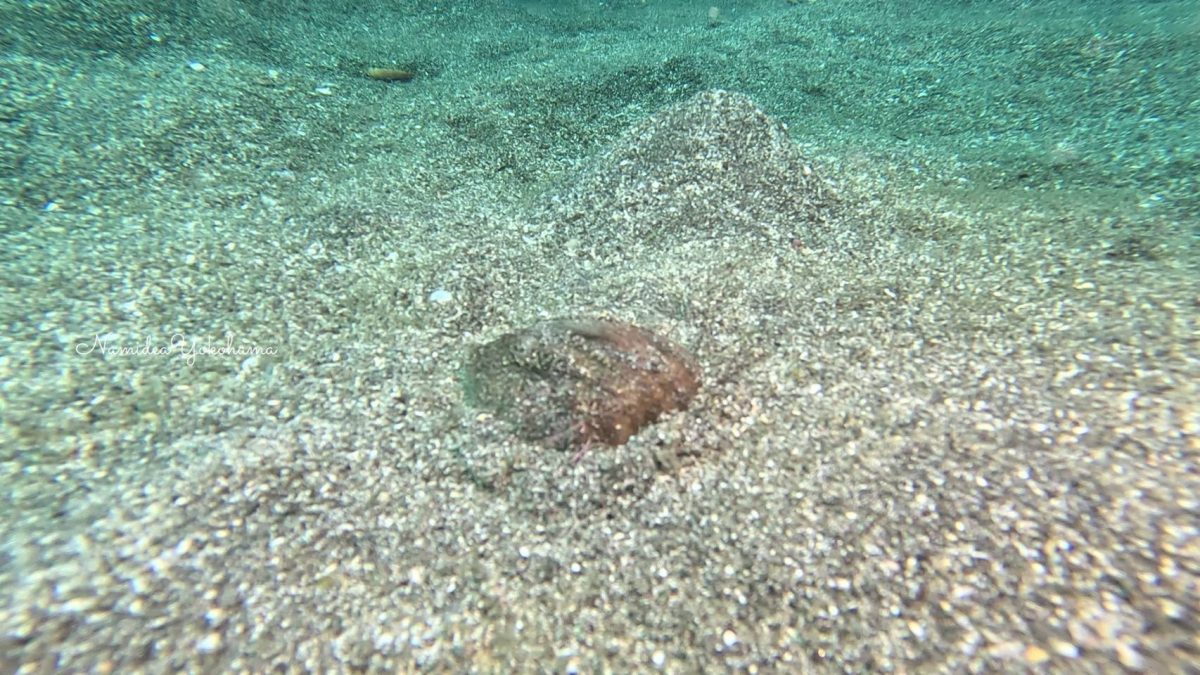 福浦 ヒラタブンブク