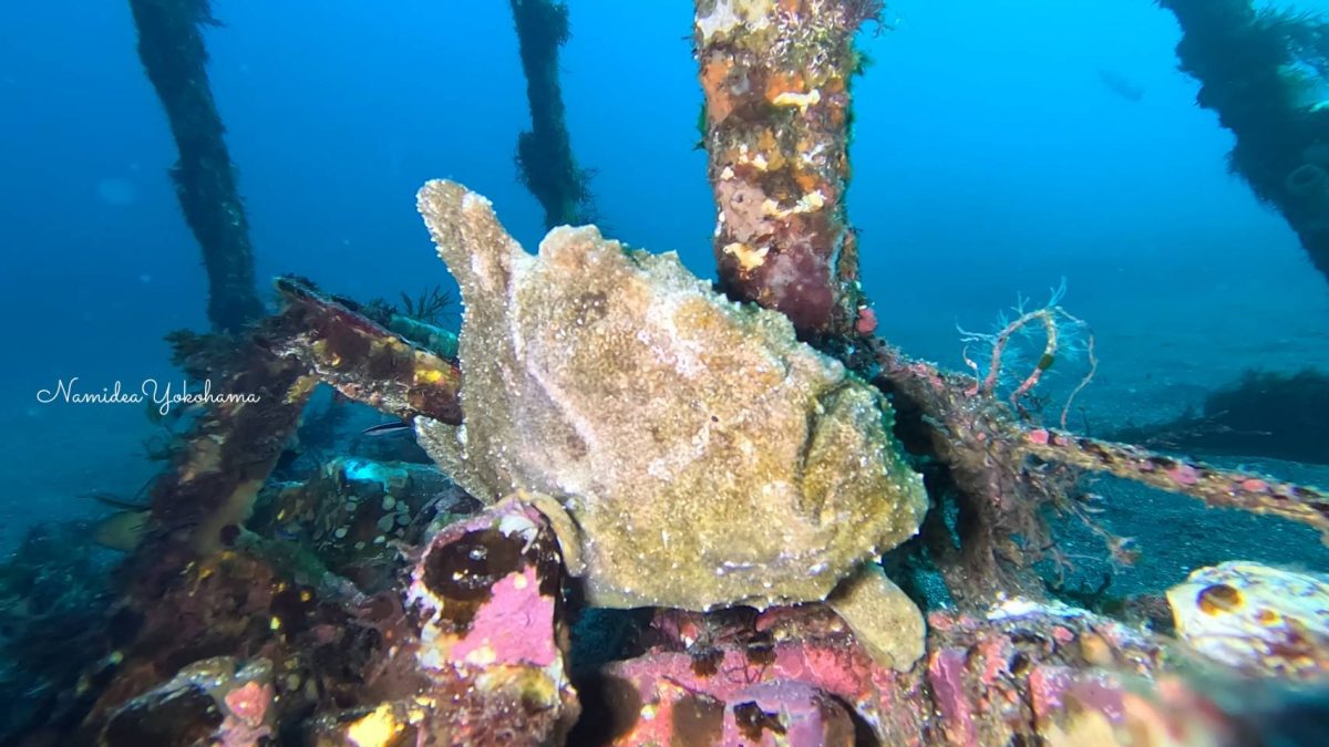 伊豆大島秋の浜