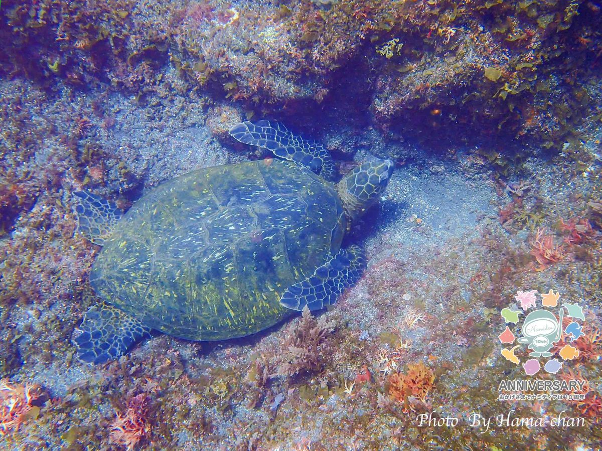 Namidea カメラデビュー日記!