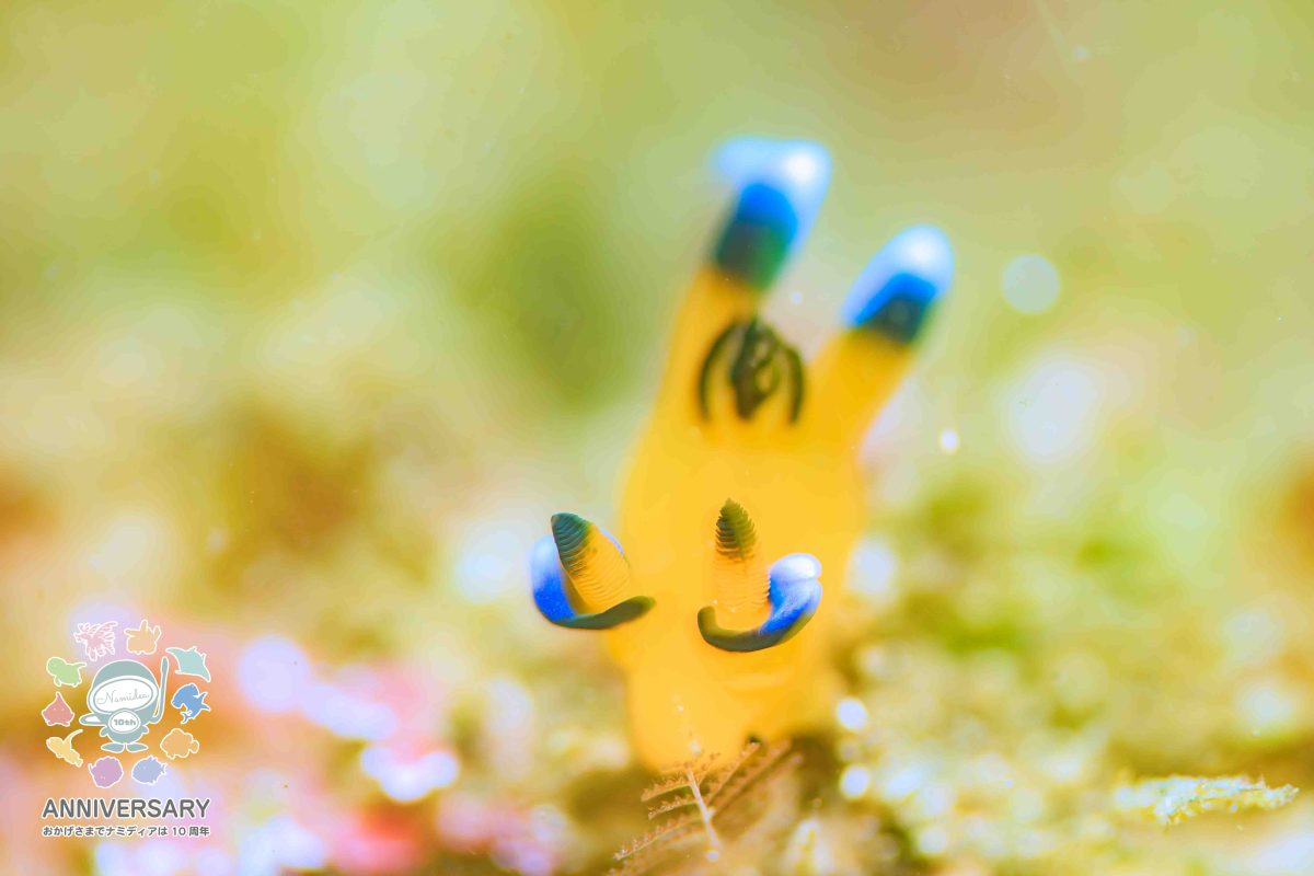 けいたちゃんのカメラ日記5月の北川編👍